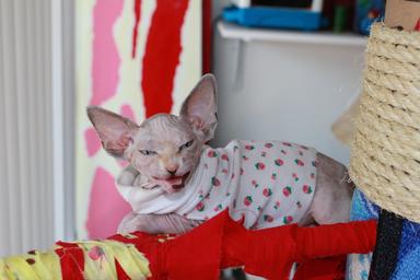 Photo of Sphynx kitten - 2