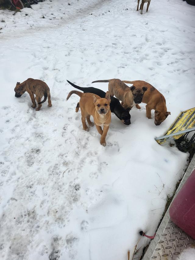 Photo of Free pups 