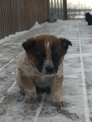 Photo of Blue / Red heeler cattledog pups - 1