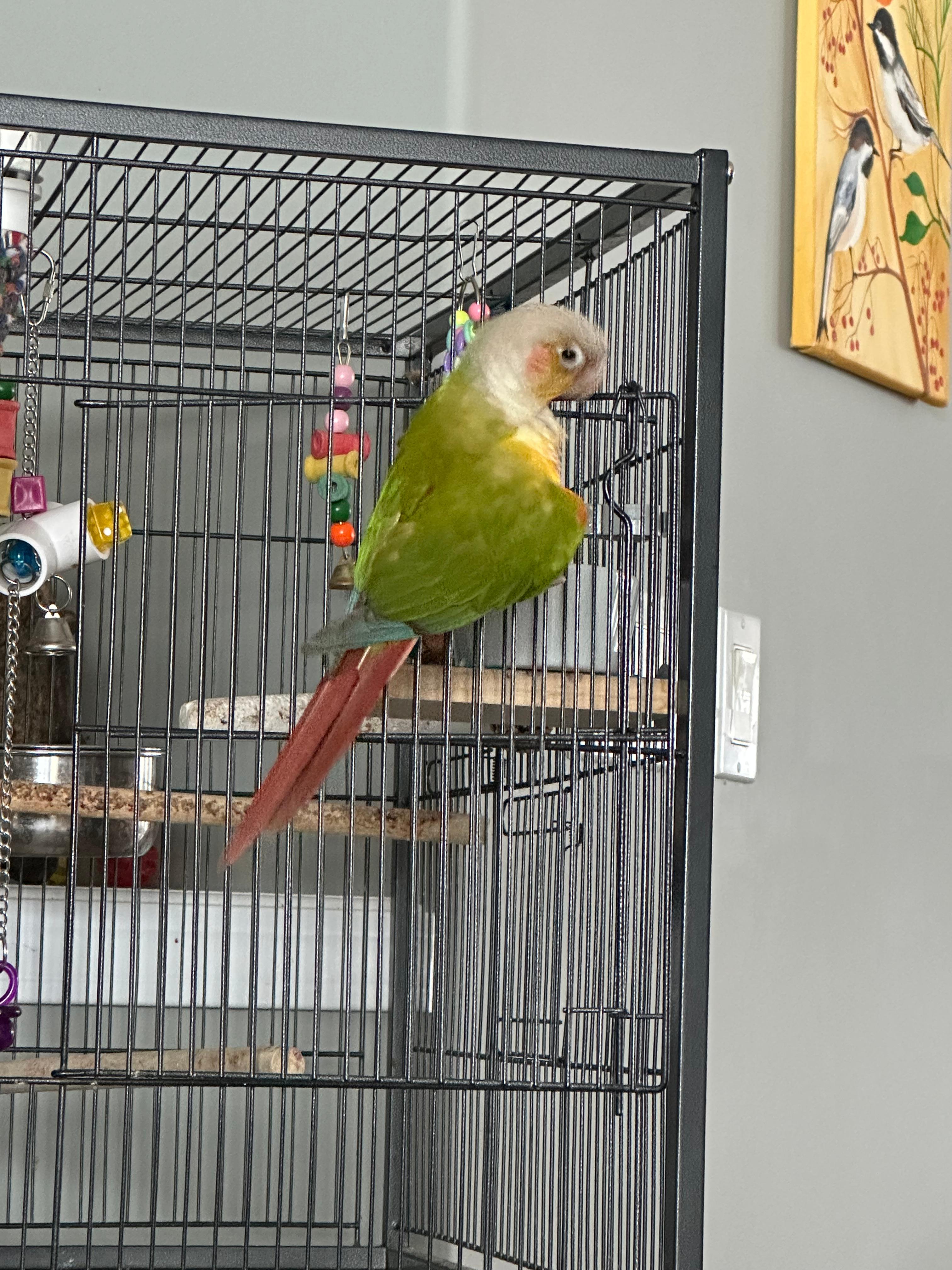 Photo of Pineapple conure parrot