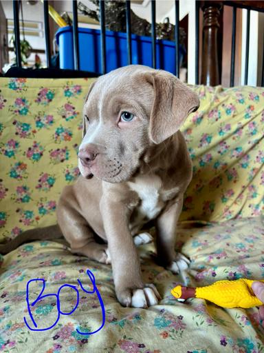 Photo of Xmas puppies ready for forever homes  - 1