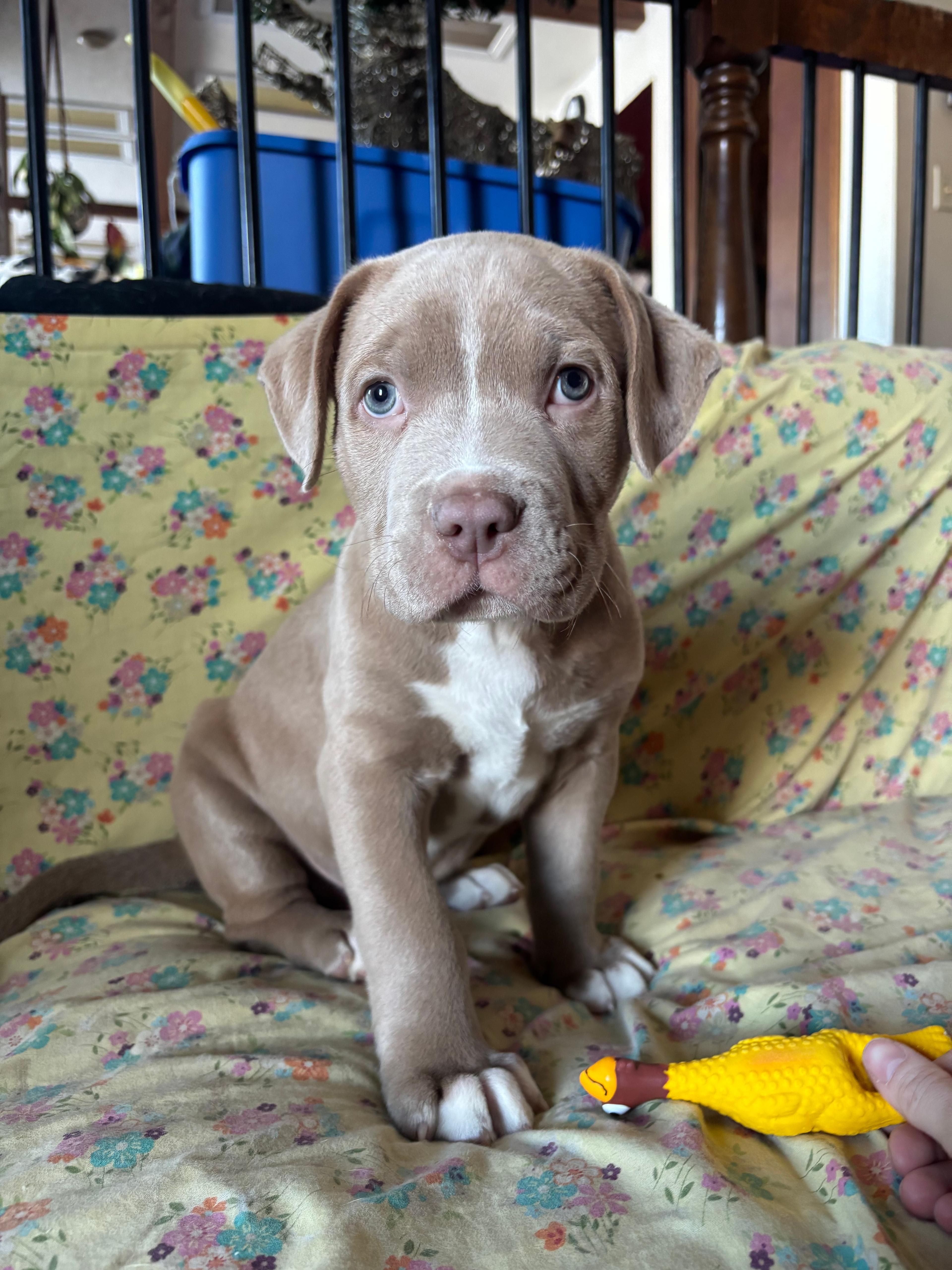 Photo of 8 week old puppy ready for forever home 