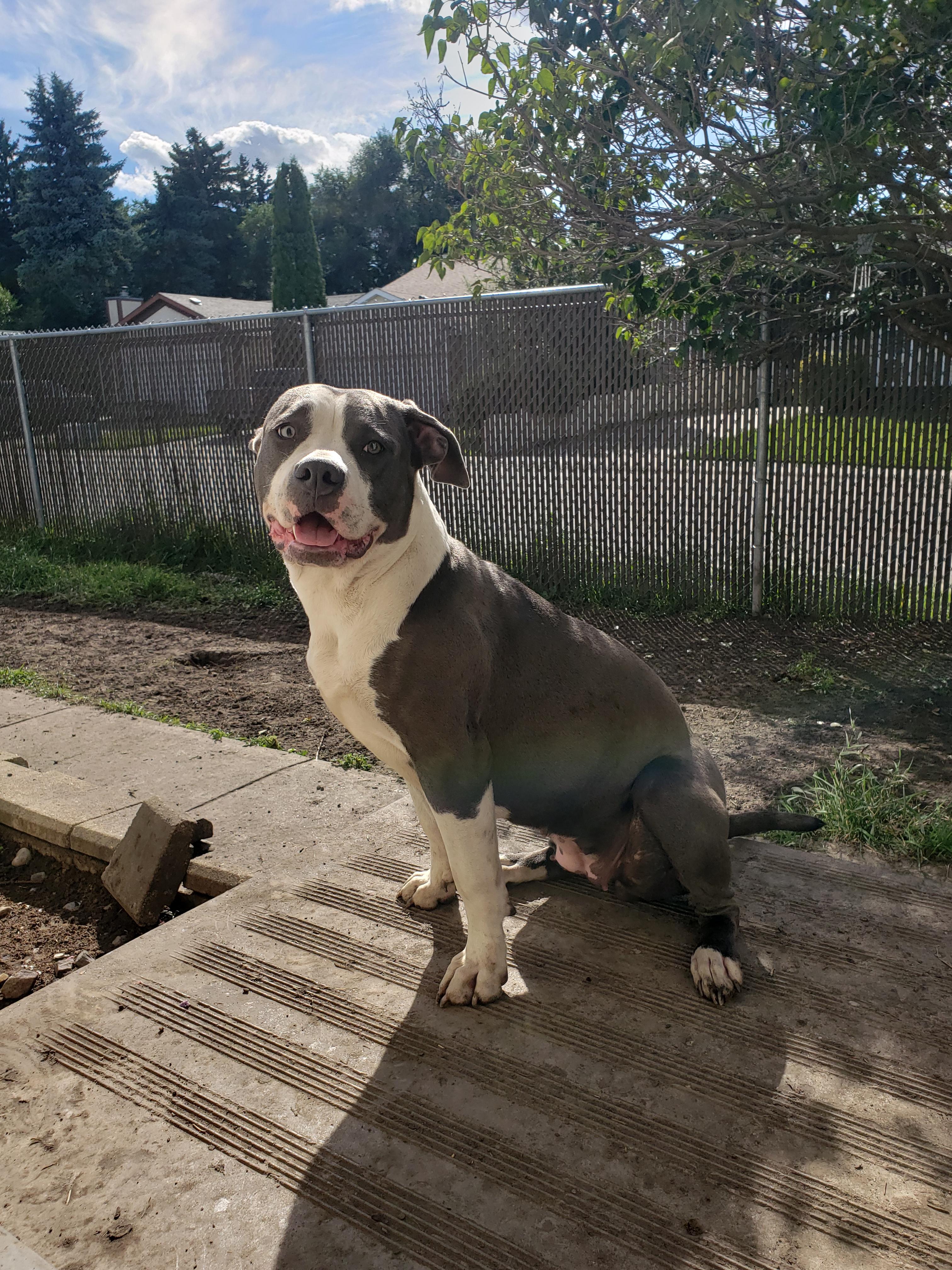 Photo of **AMERICAN BULLY PUPS **