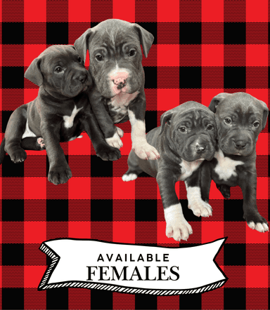 Photo of American Staffordshire x puppies - 1