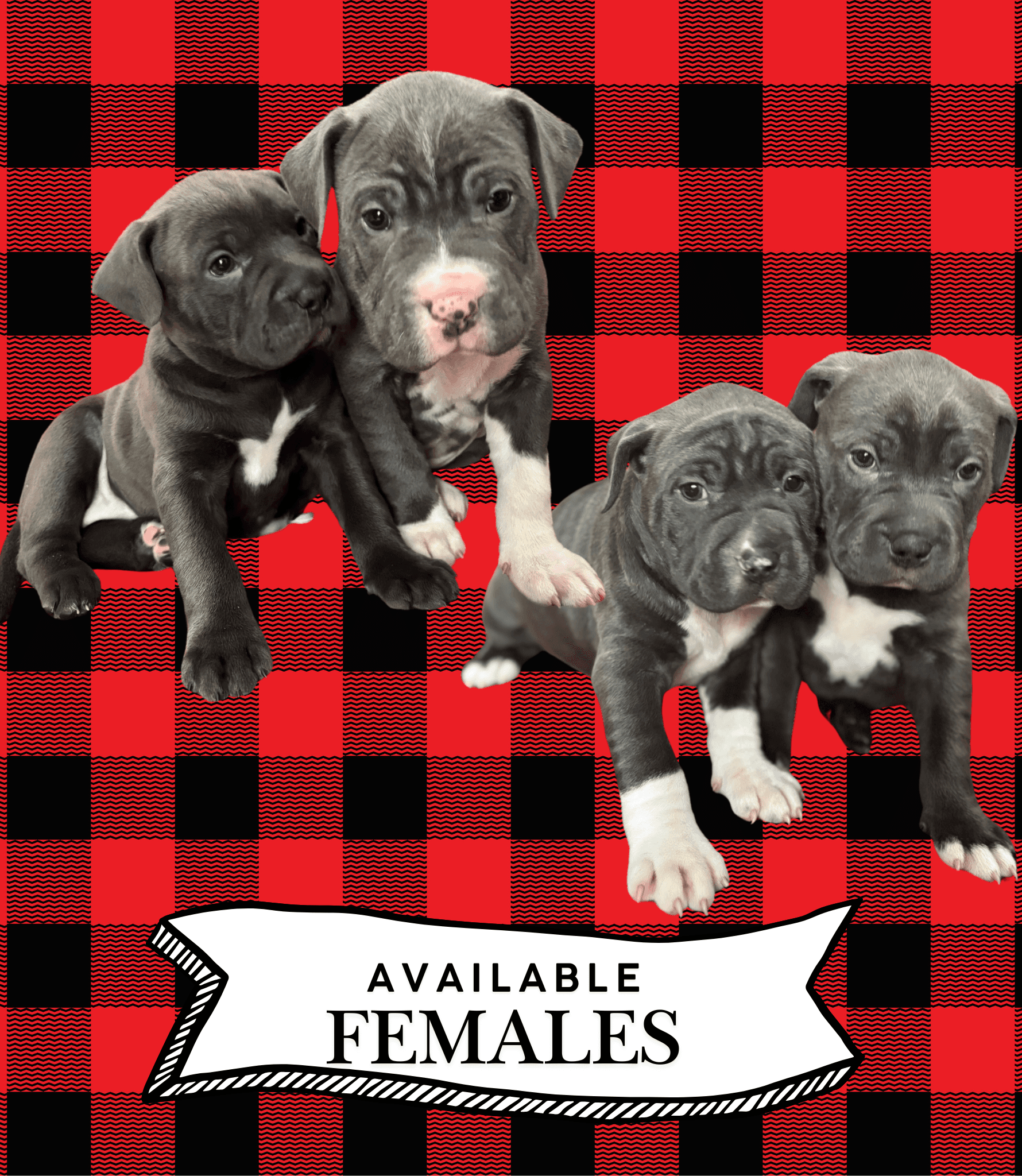 Photo of American Staffordshire x puppies