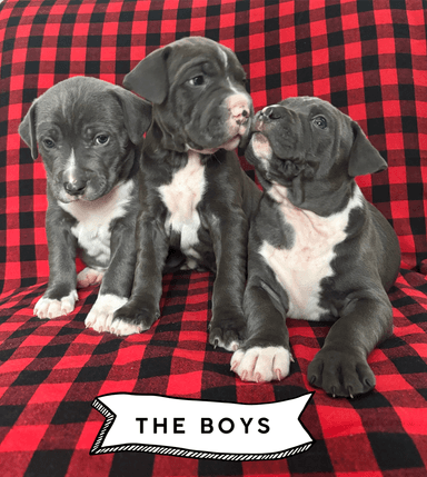 Photo of American Staffordshire x puppies - 2