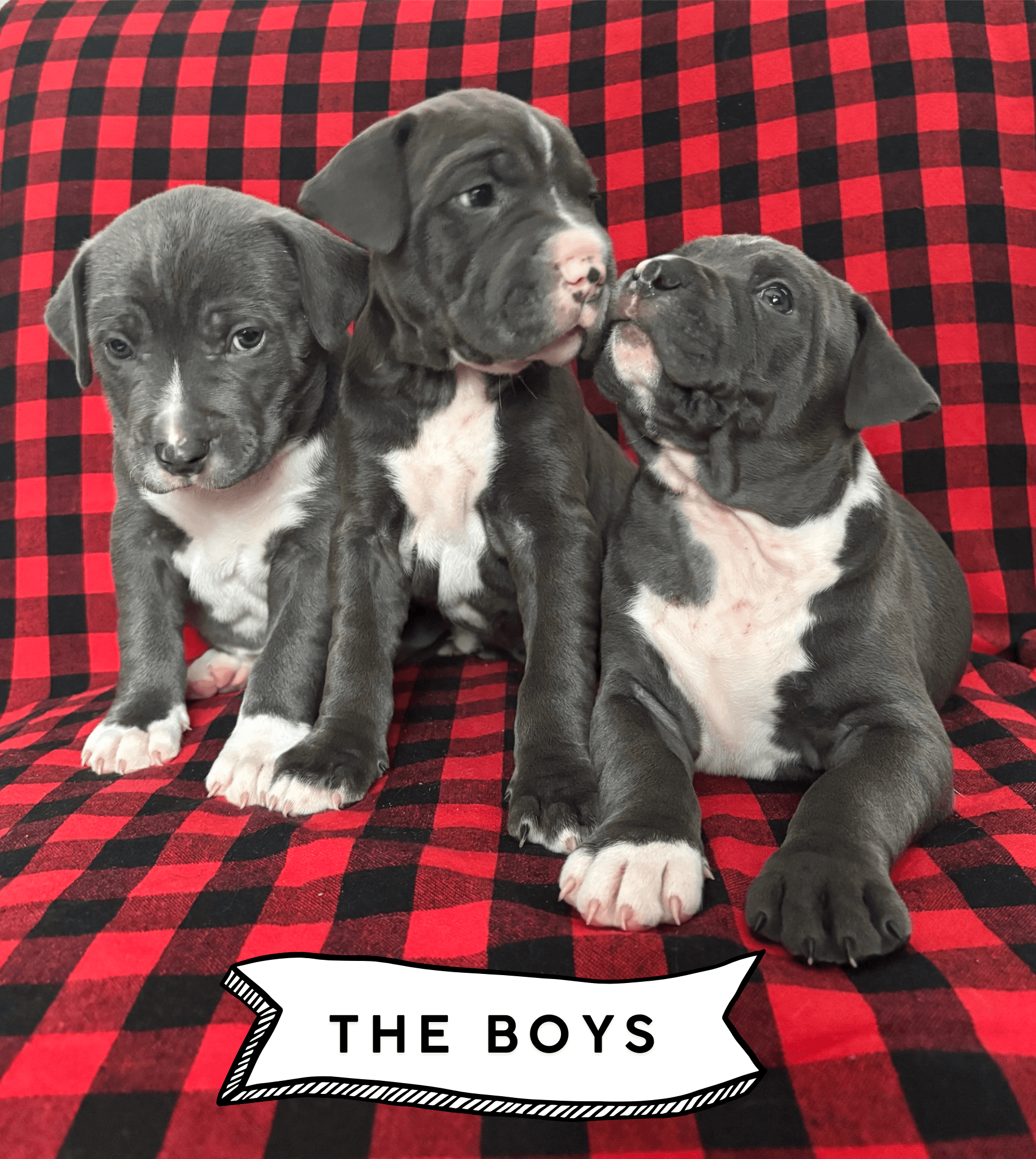 Photo of American Staffordshire x puppies