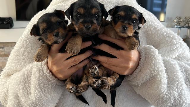 Photo of Purebred Yorkie in Edmonton, Standard size! 