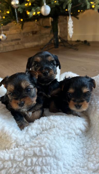 Photo of Purebred Yorkie in Edmonton, Standard size!  - 2