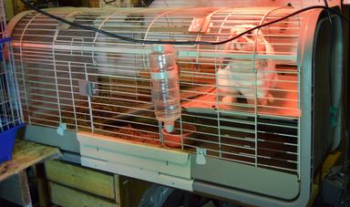 Photo of Pet Rabbit with cage - 1