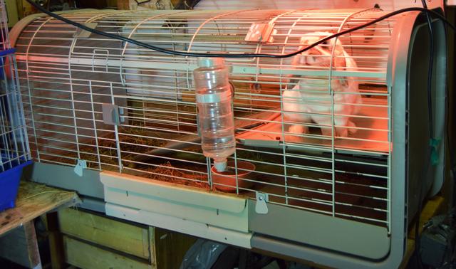 Photo of Pet Rabbit with cage