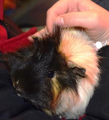 Photo of Guinea Pig with cage - 2