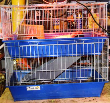 Photo of Guinea Pig with cage - 1