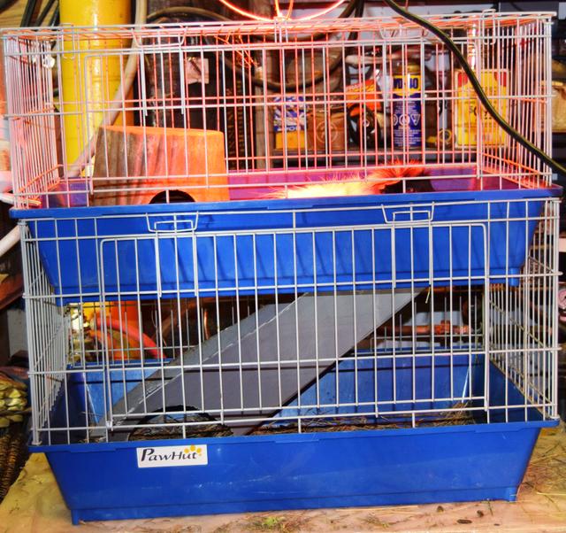 Photo of Guinea Pig with cage