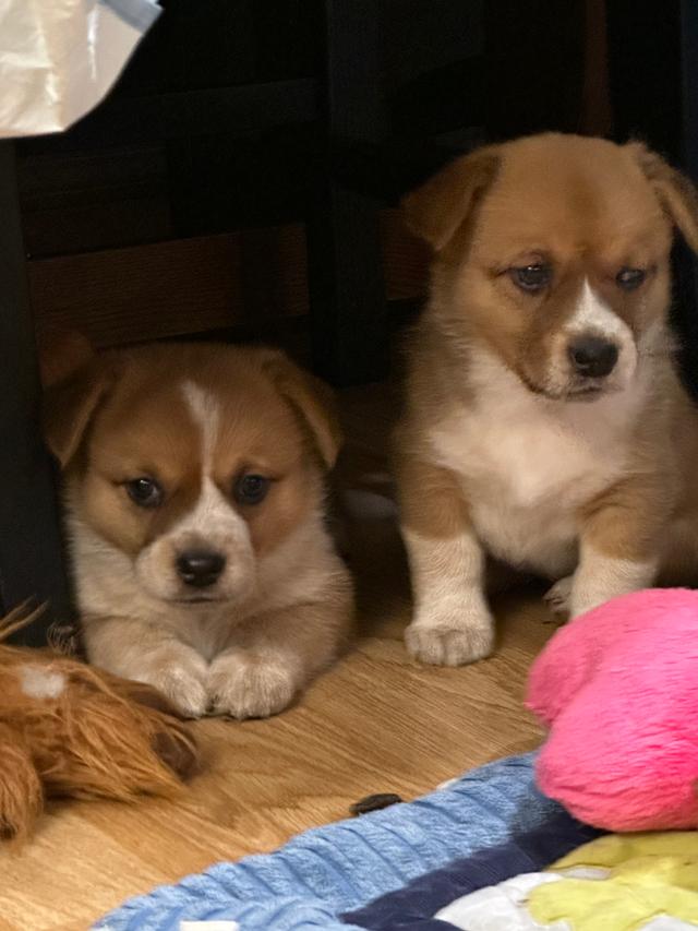 Photo of Adorable  Puppies for Adoption