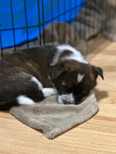 Photo of Adorable  Puppies for Adoption - 2