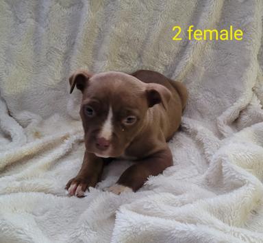 Photo of Pit bull terrier puppies - 2