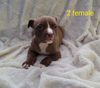 Photo of Pit bull terrier puppies - 1