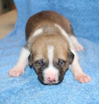 Photo of Eight Tiny Buckheads (Kangal/Great Pyrenees) - 2