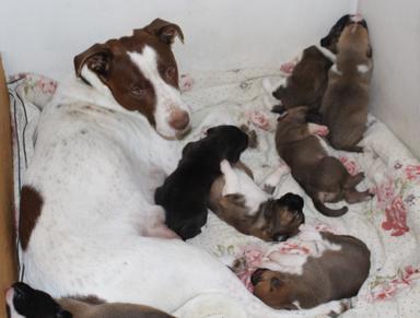 Photo of Eight Tiny Buckheads (Kangal/Great Pyrenees) - 1