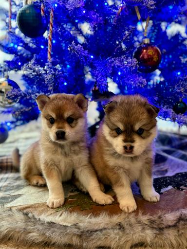 Photo of MINI AUSKY PUPPIES!!  - 1