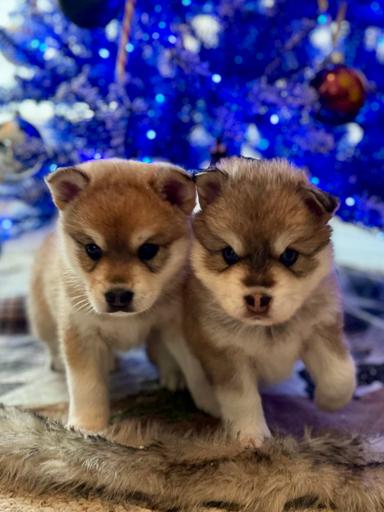 Photo of MINI AUSKY PUPPIES!!  - 2