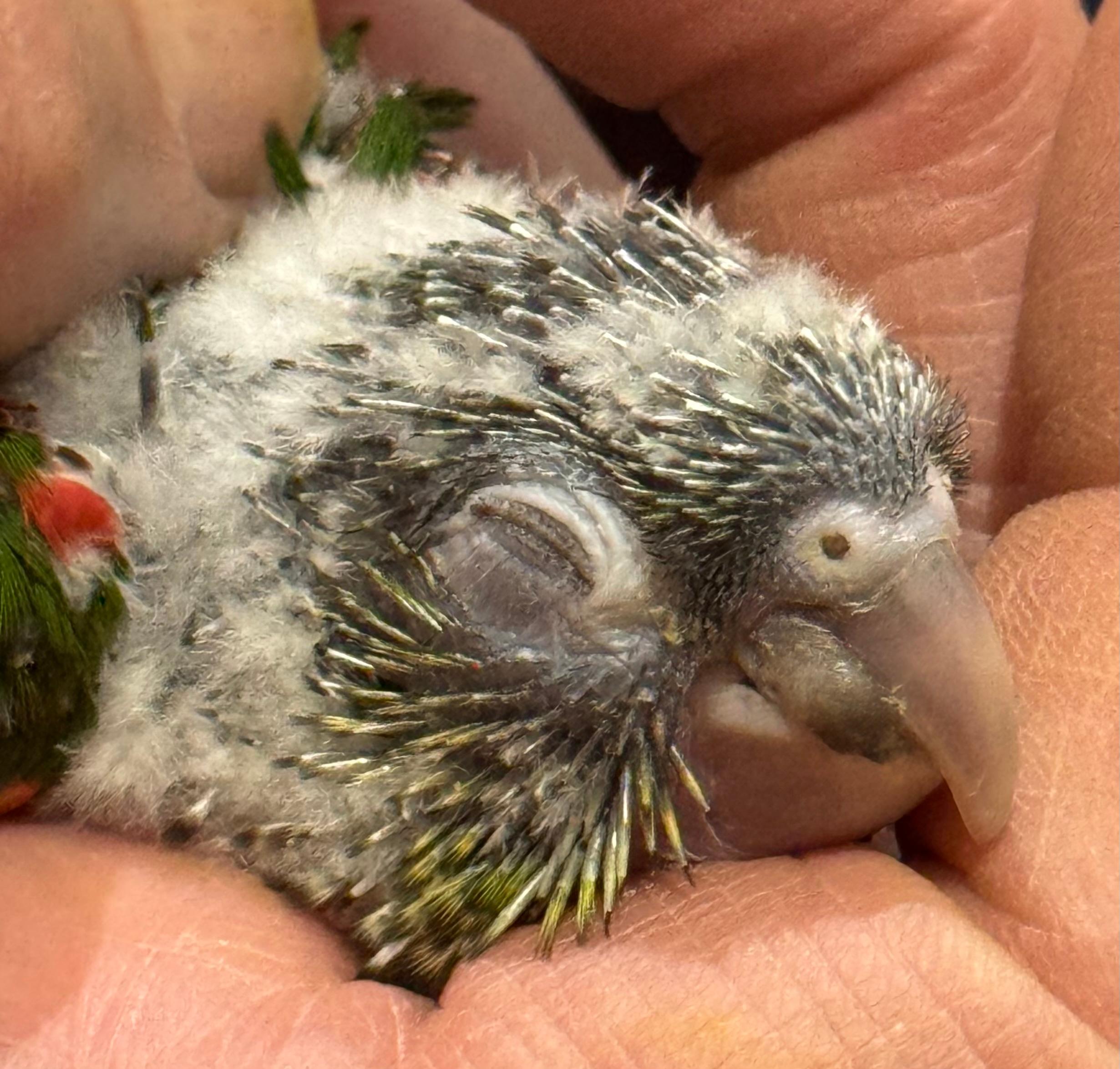 Photo of Super tame Pineapple conure baby