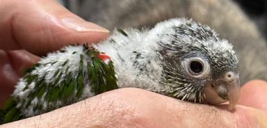 Photo of Super tame Pineapple conure baby - 2