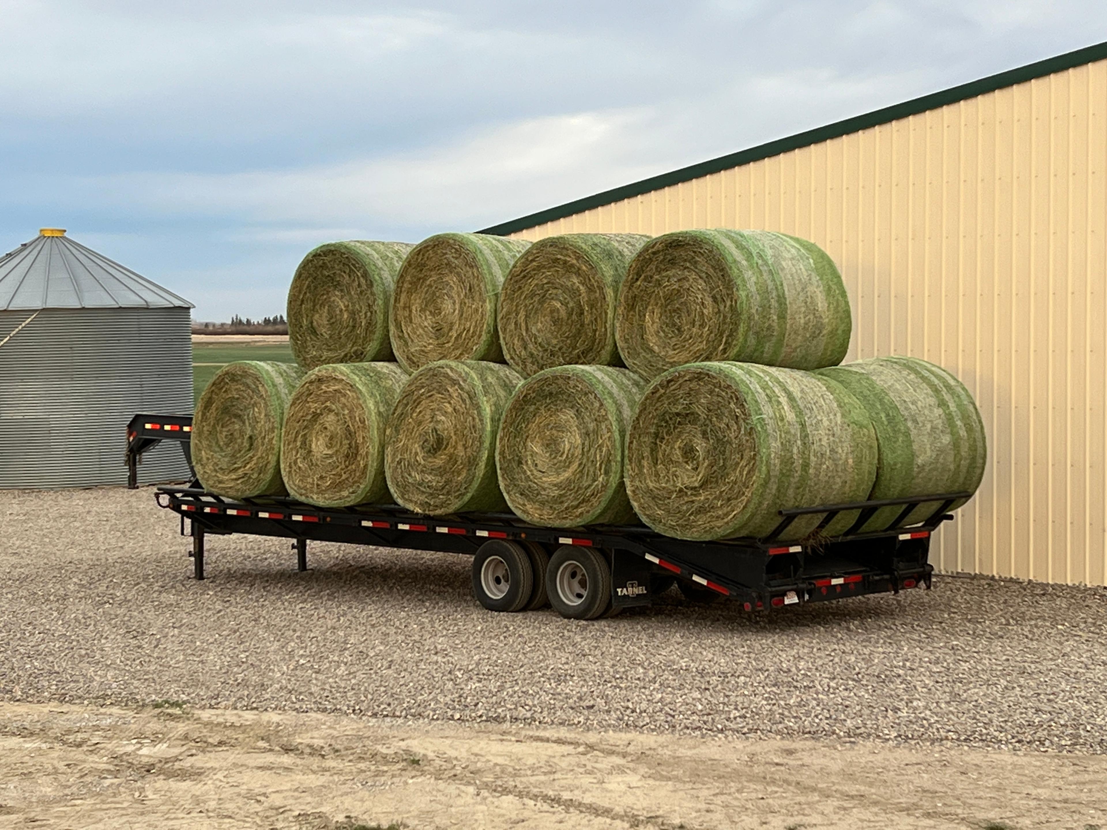 Photo of Alfalfa Hay & Greenfeed for sale