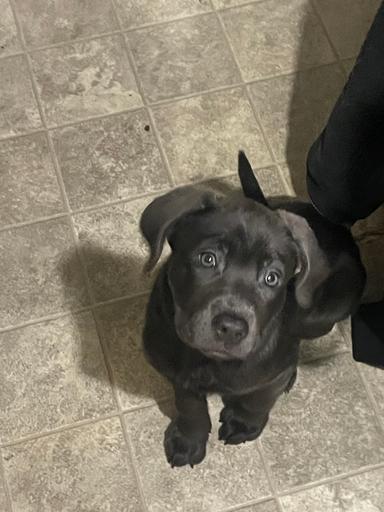 Photo of [American Staffy/Lab] FEMALE •4 months old  - 2