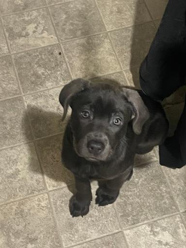 Photo of [American Staffy/Lab] FEMALE •4 months old  - 1