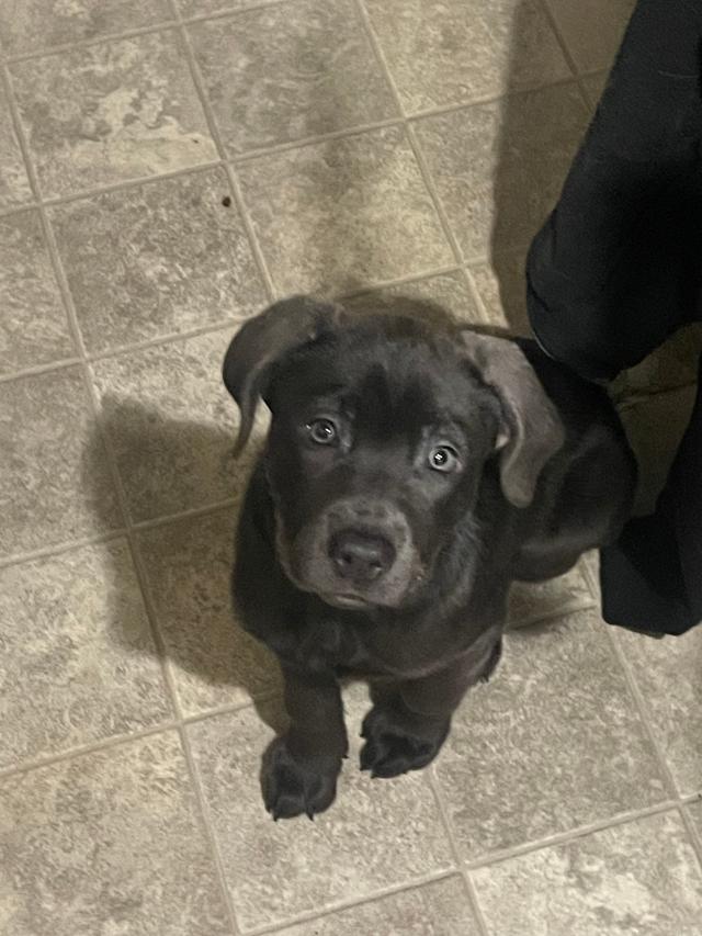 Photo of [American Staffy/Lab] FEMALE •4 months old 