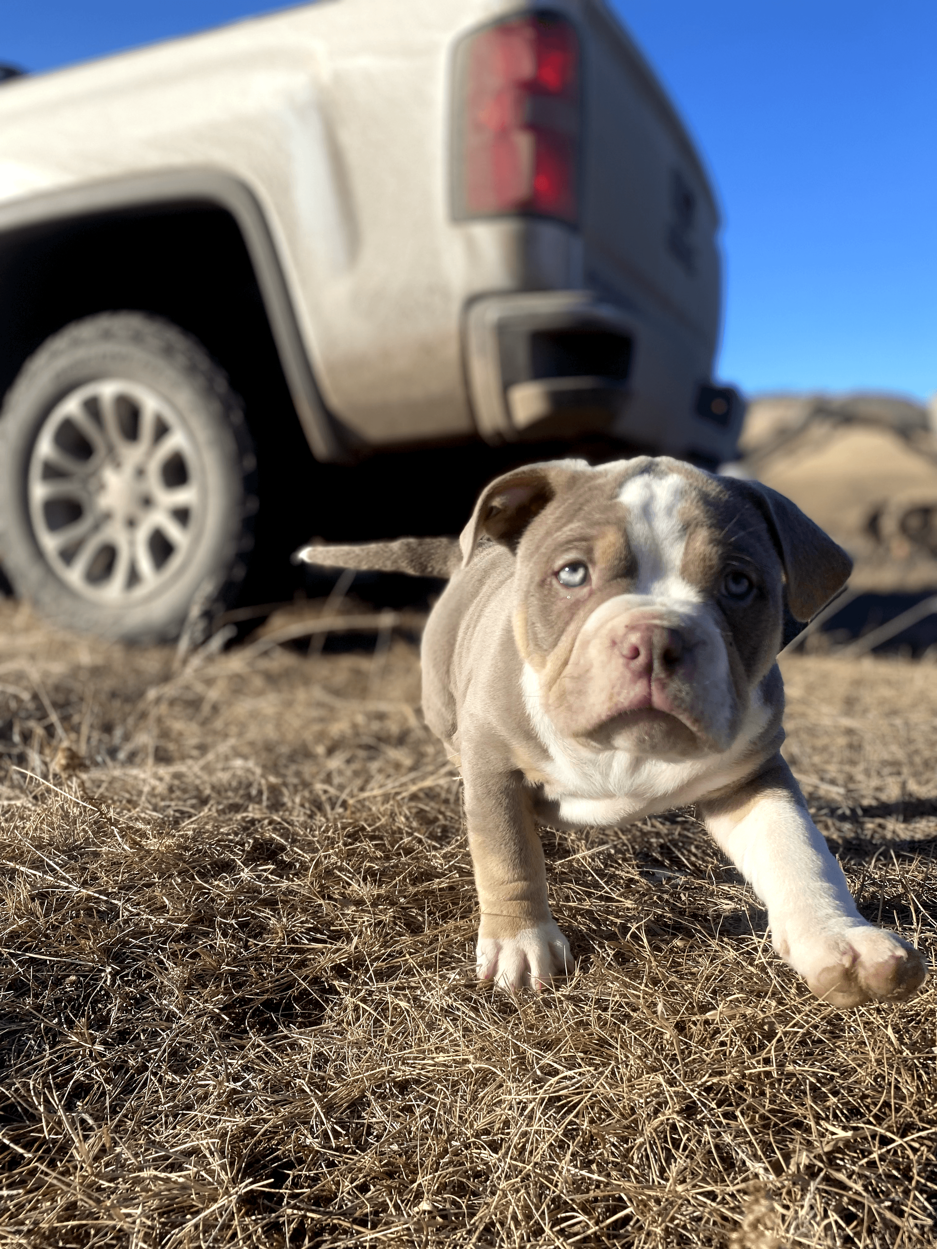 Photo of 2 American pocket bullys 