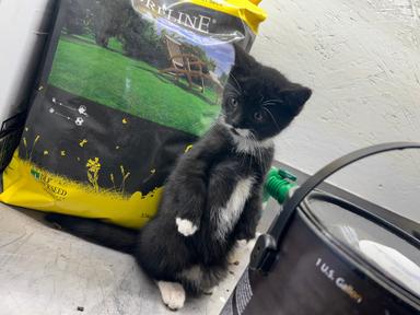 Photo of One kitten left looking for her family! - 1