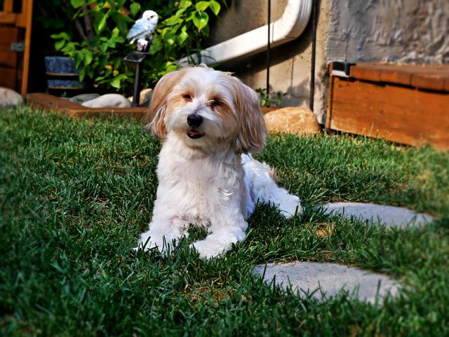 Photo of STUD SERVICES - Purebred Havanese