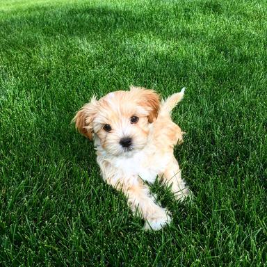 Photo of STUD SERVICES - Purebred Havanese - 2