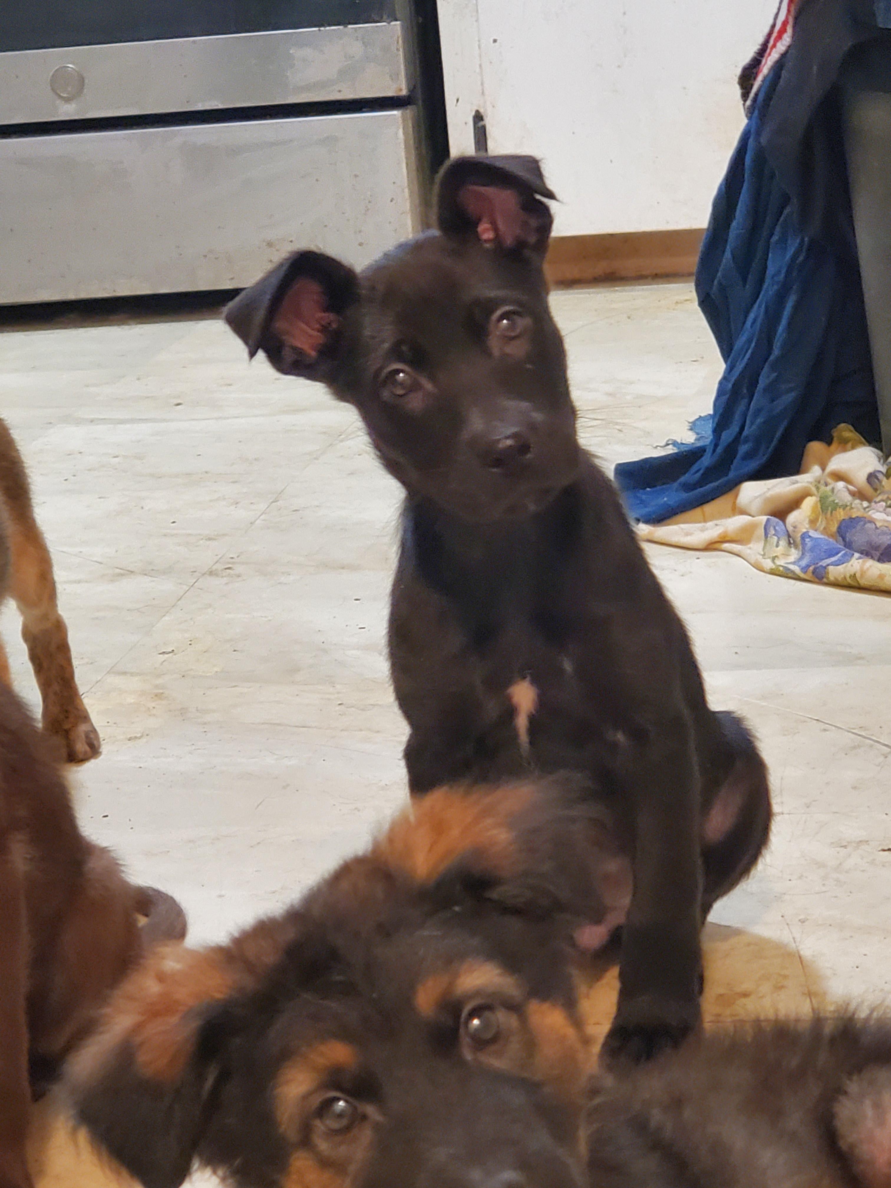 Photo of Alaskan husky mix puppies 