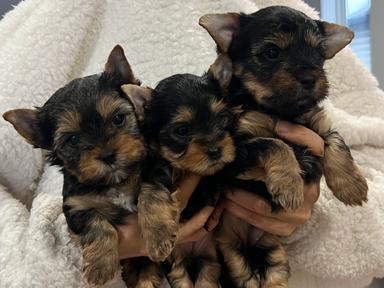 Photo of Purebred Yorkie in Edmonton, Standard size!  - 1