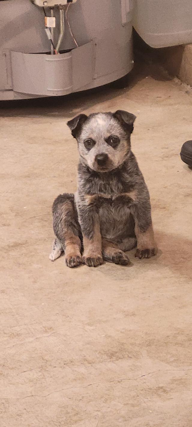 Photo of Blue heeler puppy