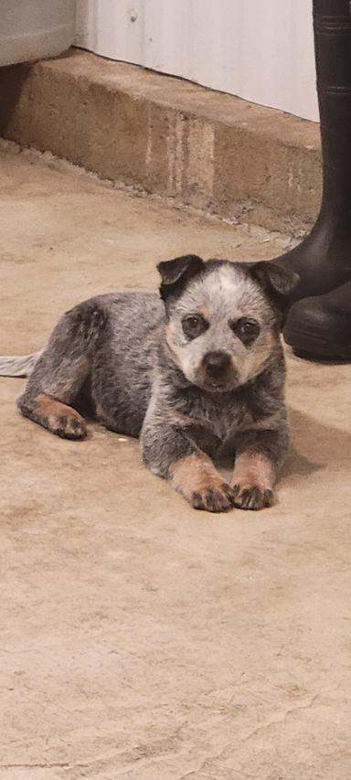 Photo of Blue heeler puppy - 2