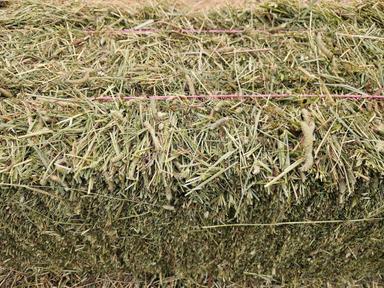 Photo of Small square hay bales - 1