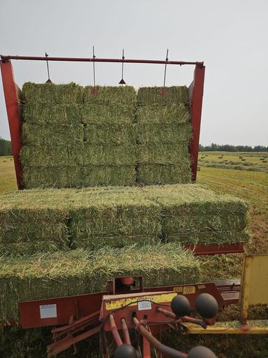 Photo of Small square hay bales - 2