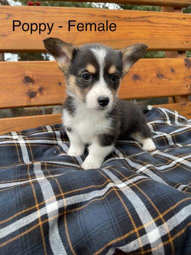 Photo of Purebred Pembroke Welsh Corgi - 2