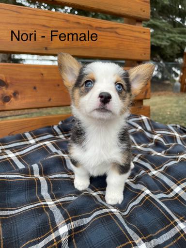 Photo of Purebred Pembroke Welsh Corgi - 2