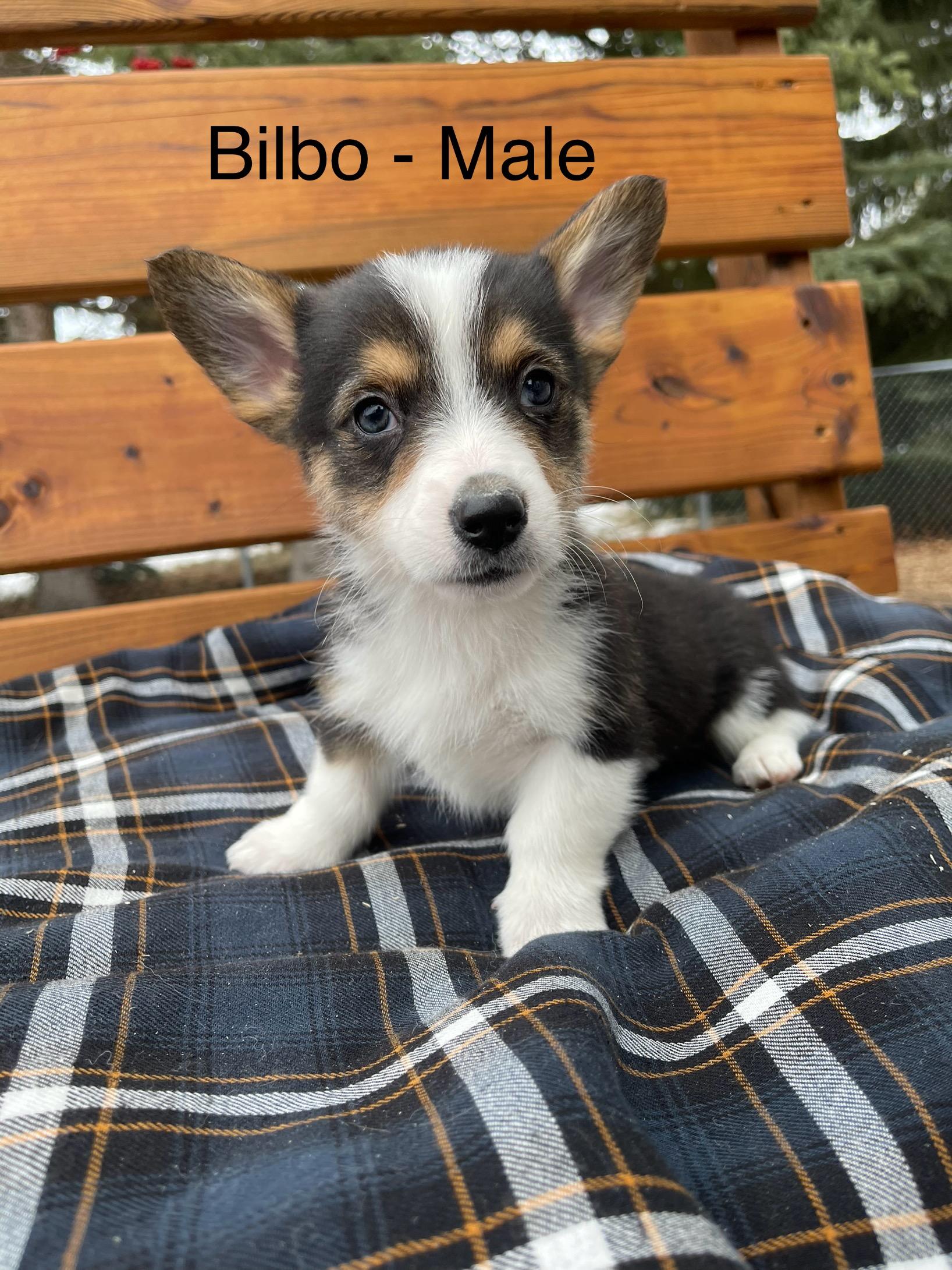 Photo of Purebred Pembroke Welsh Corgi