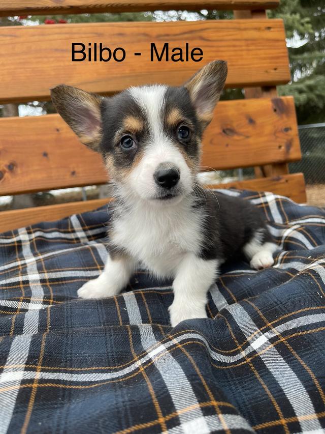 Photo of Purebred Pembroke Welsh Corgi