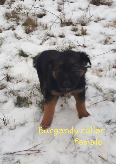 Photo of German Shepherd cross pups  - 2