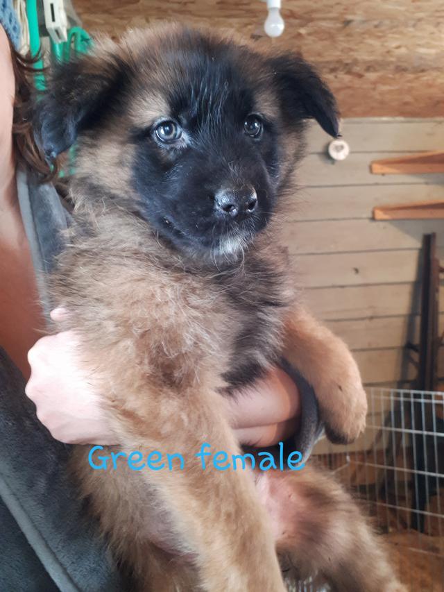 Photo of German Shepherd cross pups 