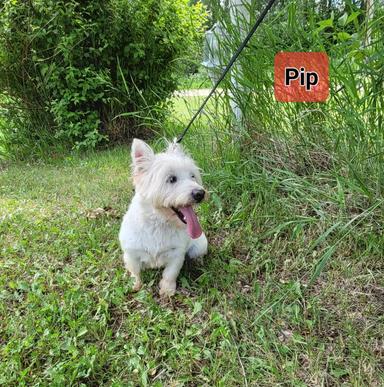 Photo of West Highland Terrier - 2