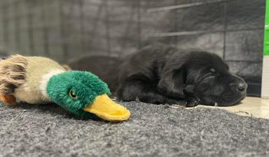 Photo of Labrador Retriever CKC registered - 1